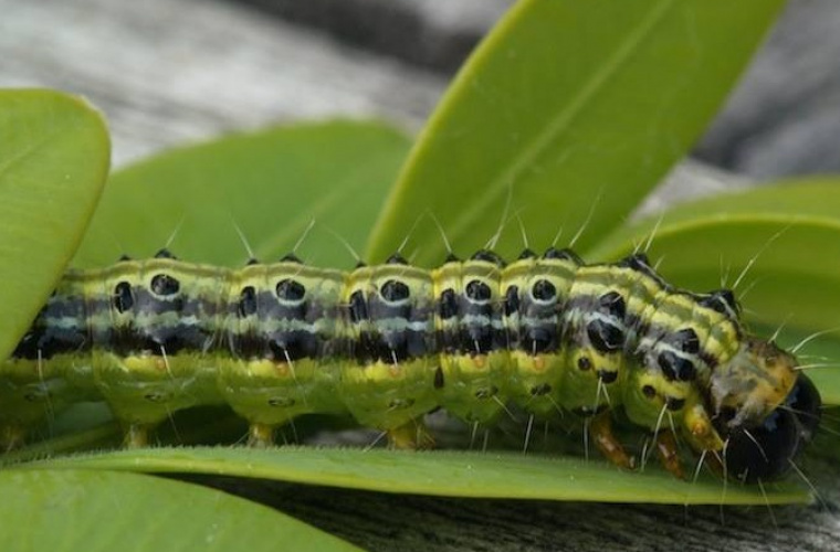 De Buxusrups is zeer actief in en rond Breda!