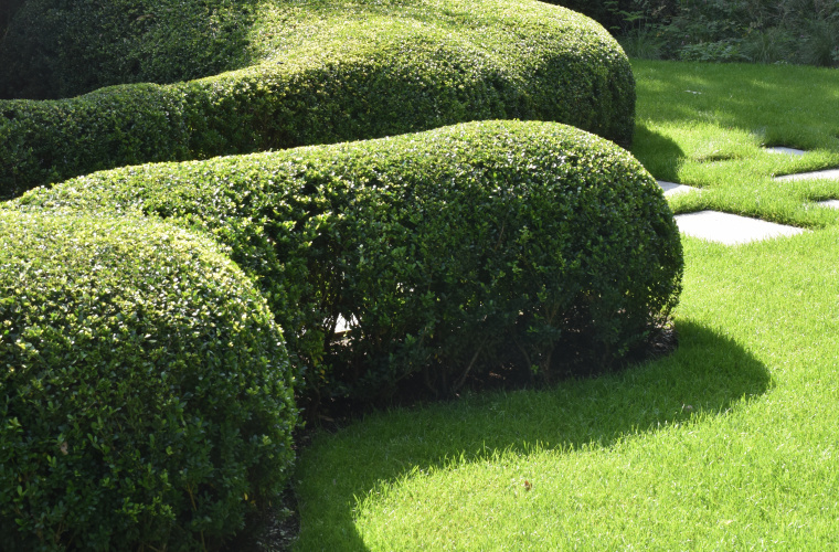 Buxusalternatief: Ilex ‘Dark Green’