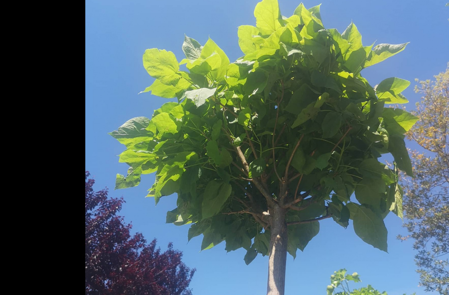 Catalpa-Trompetboom