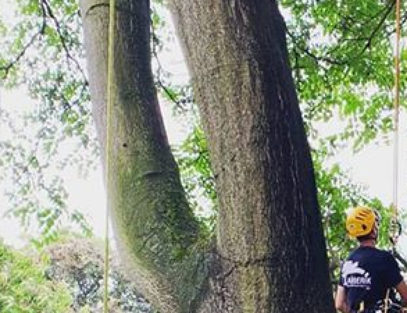 Snoeien van een monumentale Hemelboom in Antwerpen