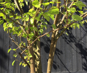 Morus nigra - meerstammig - 250/300 cm