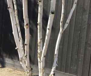Betula utilis - meerstammig - 400/450 cm - 285 Liter - himalaya berk