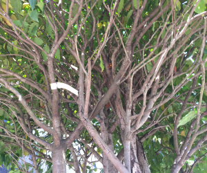 Prunus lusitanica - meerstammig/bolvorm - 120/140cm