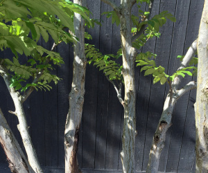 Pterocarya fraxinifolia - meerstammig - 200/250 cm