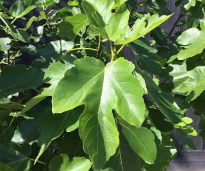 Ficus carica - meerstammig - 200+cm