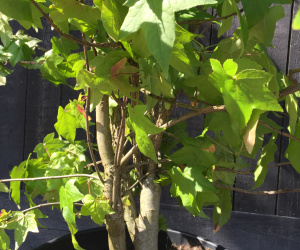 Liquidambar styraciflua - meerstammig/struik - 200/250cm