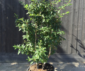 Mespilus germanica - struikvorm - 120/140 cm