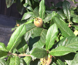 Mespilus germanica - struikvorm - 120/140 cm
