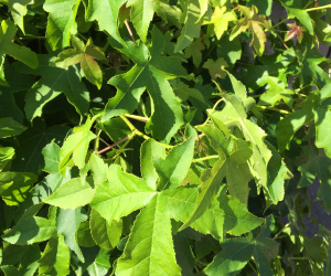 Liquidambar styraciflua 'Gum Ball' - struikvorm- klein