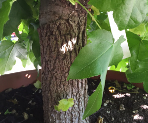 Liquidambar styraciflua 'Gum Ball' - struikvorm- klein