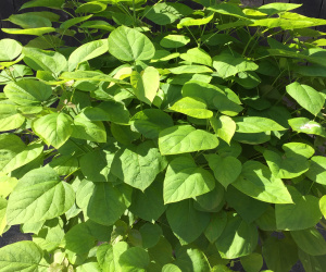 Catalpa bungei - laagstam - solitair