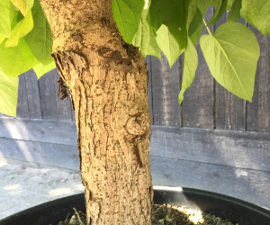 Catalpa bungei - laagstam - solitair