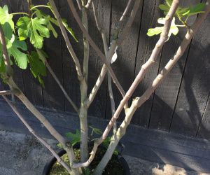 Ficus carica - meerstammig - 125/150 cm - vijg