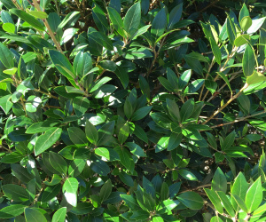 Osmanthus heterophyllus - bolvorm - 100+cm