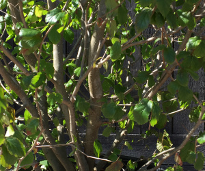 Parrotia persica - struikvorm - 180/200 cm - 45 liter