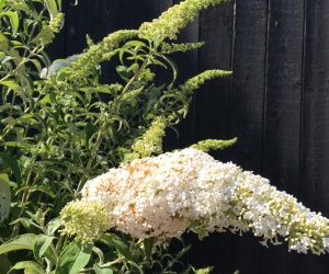 Buddleja davidii (wit) - vlinderstruik - 200cm