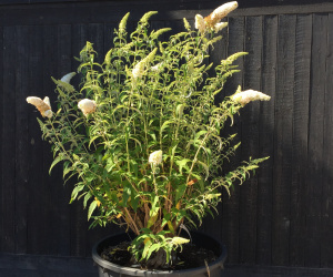 Buddleja davidii (wit) - vlinderstruik - 200cm