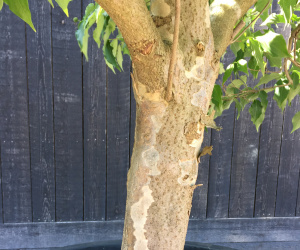 Cornus kousa 'Milky Way' - solitair