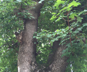 Acer campestre - oude knotvorm - 130-140cm