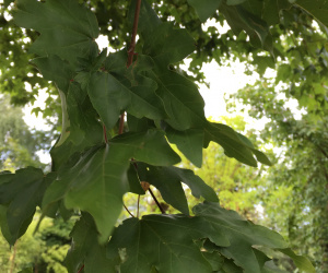 Acer campestre - oude knotvorm - 130-140cm