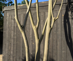 Amelanchier lamarckii - 500/600cm - meerstammig