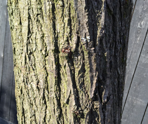 Salix alba - knotvorm - 80/90 cm