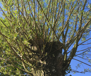 Salix alba - knotvorm - 80/90 cm