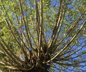 Salix alba - Knotvorm - 50/60 cm 