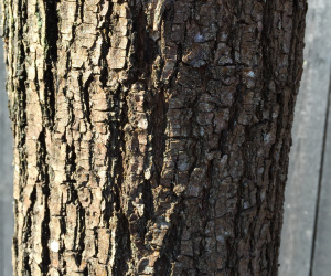 Salix alba - Knotvorm - 50/60 cm 