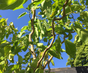 Morus alba 'Tortuosa' - kronkelmoerbei - 200/250 cm