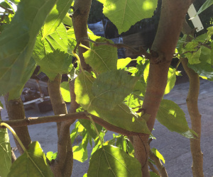 Morus alba 'Tortuosa' - kronkelmoerbei - 200/250 cm