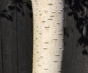 Betula utilis 'Jacquemontii' - boomvorm - 18-20 cm