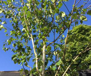 Betula utilis 'Jacquemontii' - boomvorm - 18-20 cm