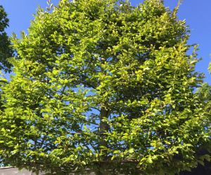 Carpinus betulus 'Fastigiata' - leivorm - 20/25 cm - 160x200