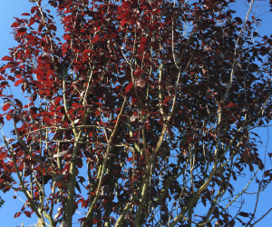 Prunus cerasifera 'Nigra' - boomvorm - 25-25 cm