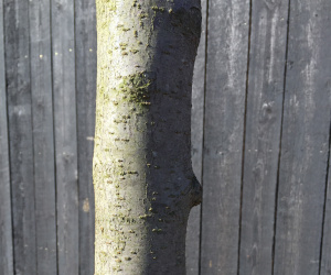 Prunus cerasifera 'Nigra' - boomvorm - 25-25 cm