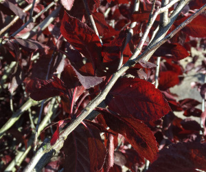 Prunus cerasifera 'Nigra' - boomvorm - 25-25 cm
