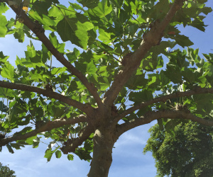 Platanus x hispanica - dakvorm - 20-25 cm