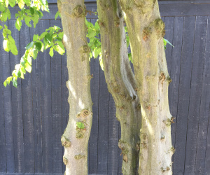 Carpinus betulus - 3 stammig - solitair - bolvorm 