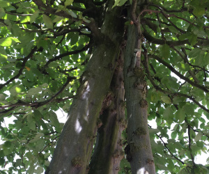 Carpinus betulus - 3 stammig - solitair - bolvorm 