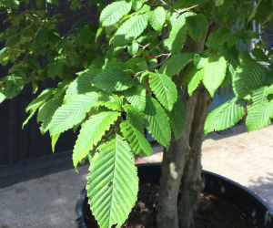 Carpinus betulus - 3 stammig - solitair - bolvorm 