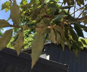 Quercus ilex - boomvorm - 25/30cm - 850 euro