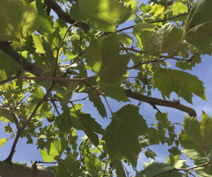 Platanus x hispanica - boomvorm - 30-35 cm
