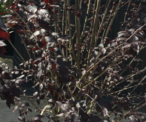 Prunus cerasifera 'Pissardii Nigra' - struikvorm - 200/250 cm