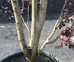 Prunus cerasifera 'Pissardii Nigra' - struikvorm - 200/250 cm