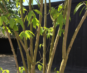 Calycanthus 'Praecox' - struikvorm - 250/300 cm