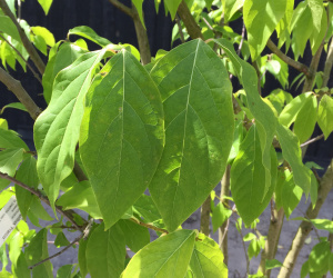 Calycanthus 'Praecox' - struikvorm - 250/300 cm