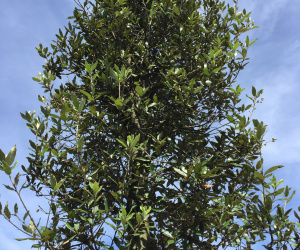 Quercus ilex - boomvorm - 18-20 cm 