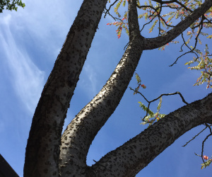 Rhus typhina - meerstammig - 400+cm