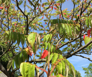 Rhus typhina - meerstammig - 400+cm